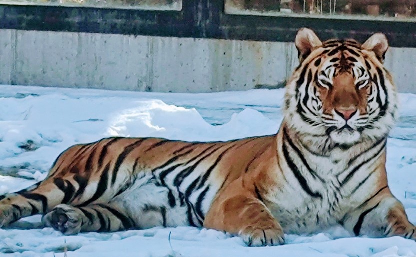 ZooMontana recognized as among the Top 10 zoos in the country - Vimarsana News