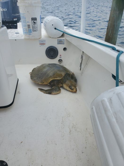 A struggling sea turtle was rescued by the Indian River County Sheriff's Office.