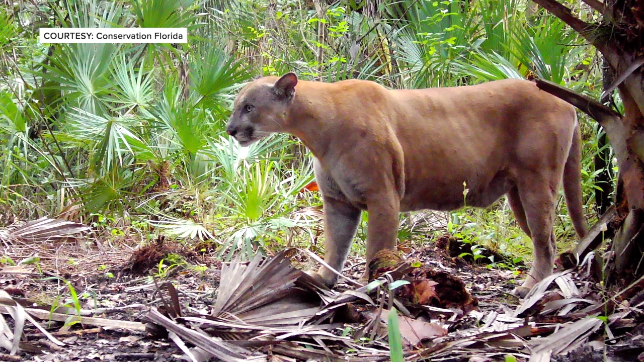 PANTHER DEATHS 2024 THUMBNAIL.jpg