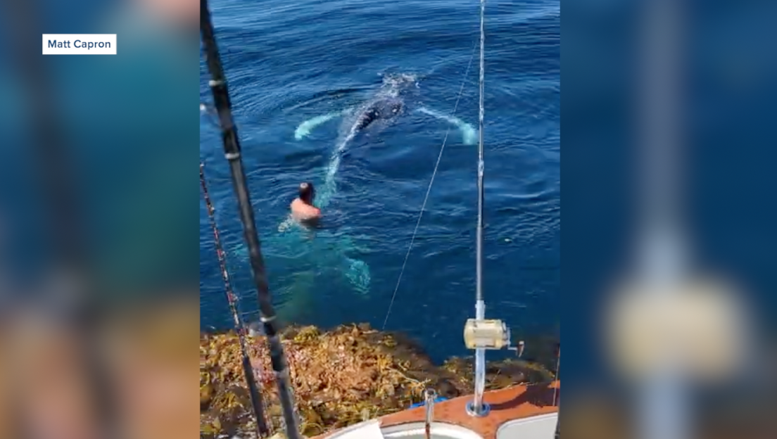 Fisherman rescue whale stuck in lobster trap.png