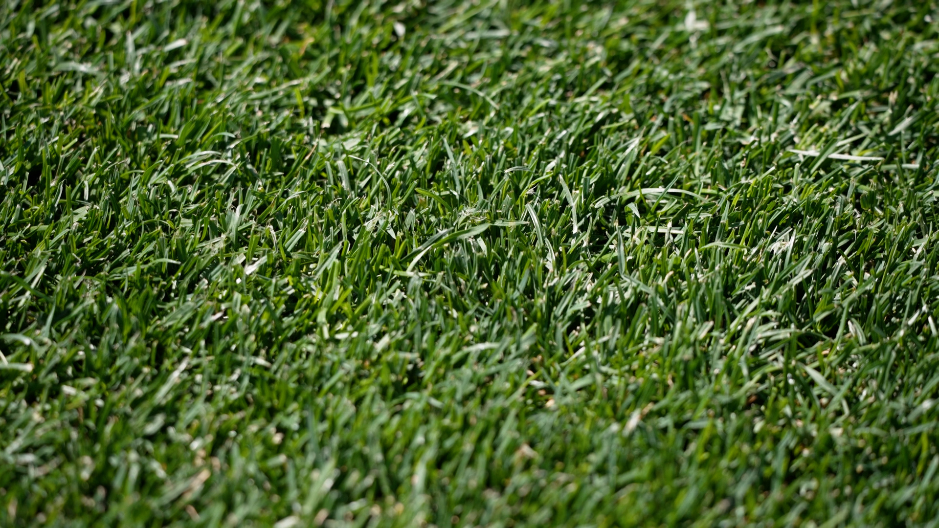 Making the pitch perfect: Meet the director of grounds for Denver Summit FC