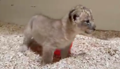 Denver Zoo's new lion cub