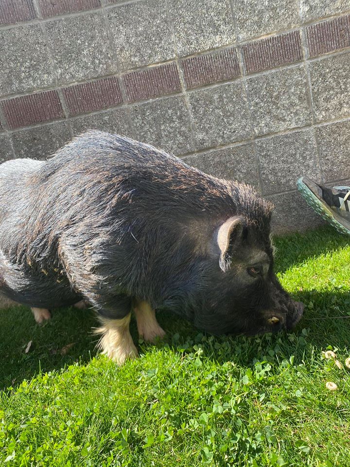 Gandalf the Pig