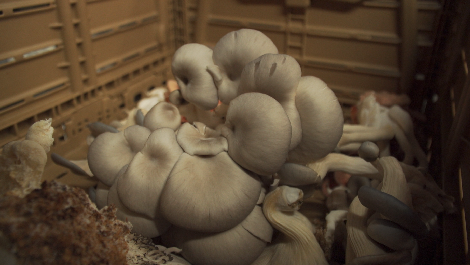 Sugar Moon Mushroom 