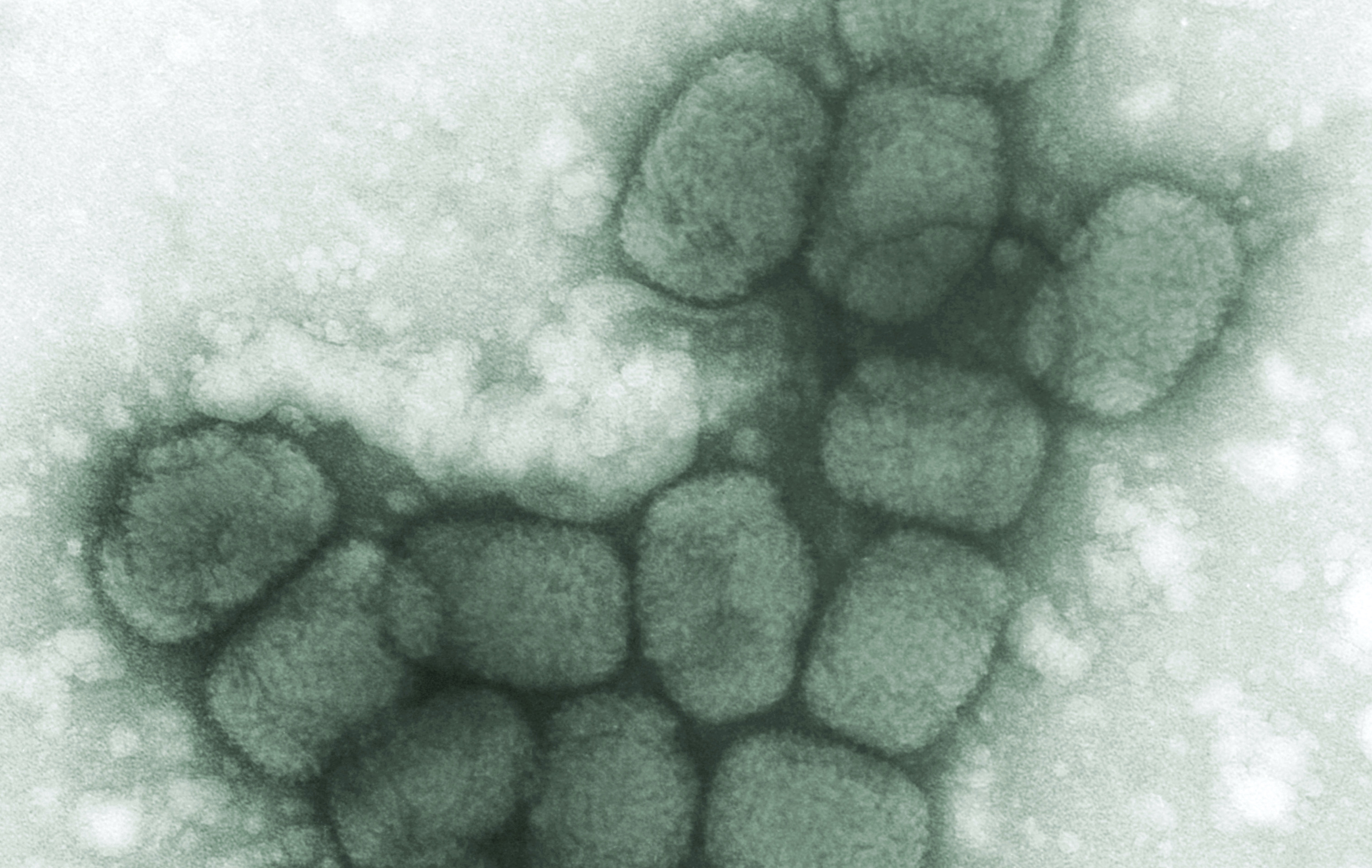 Smallpox Drug