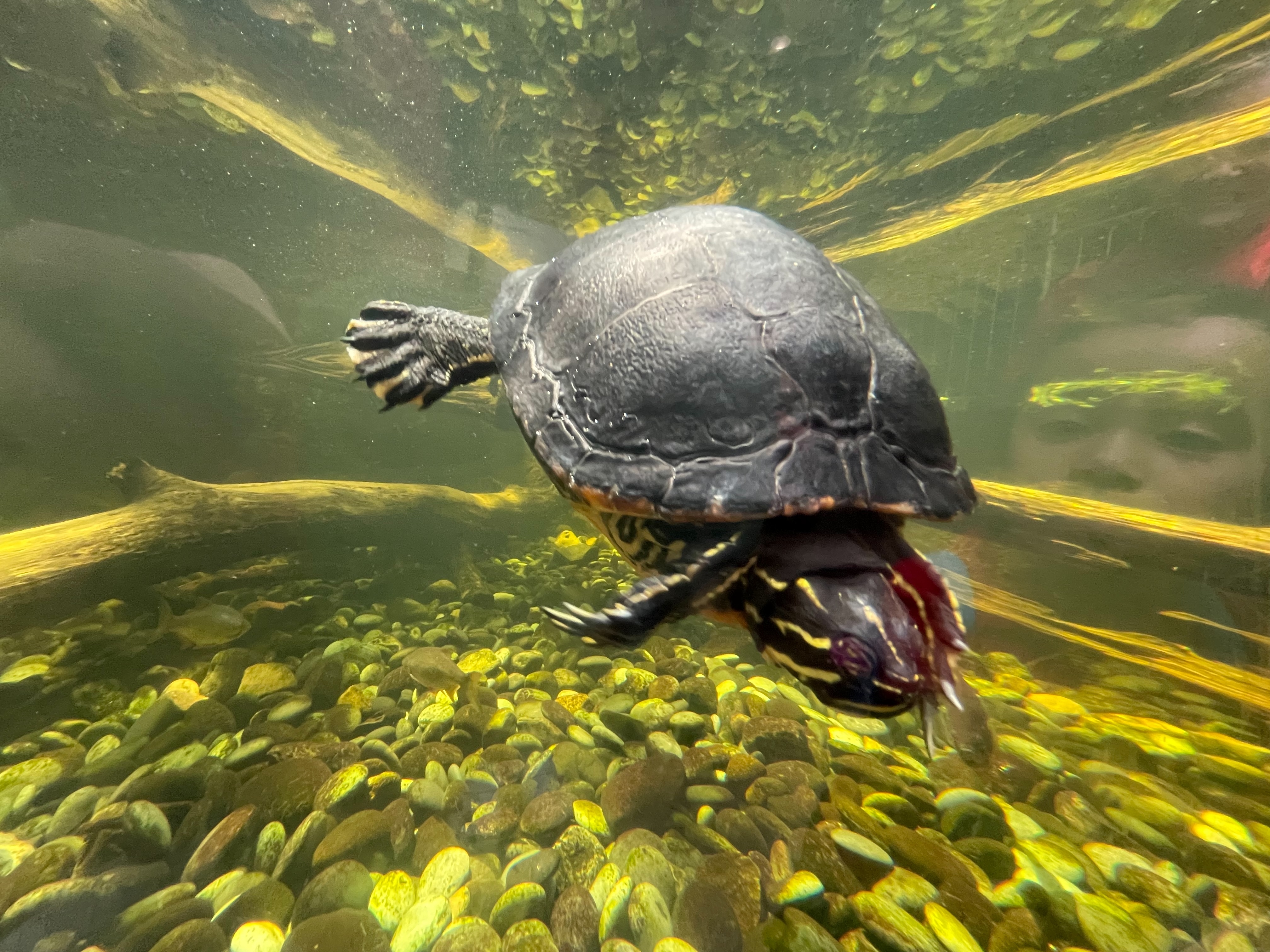 virginia aquarium