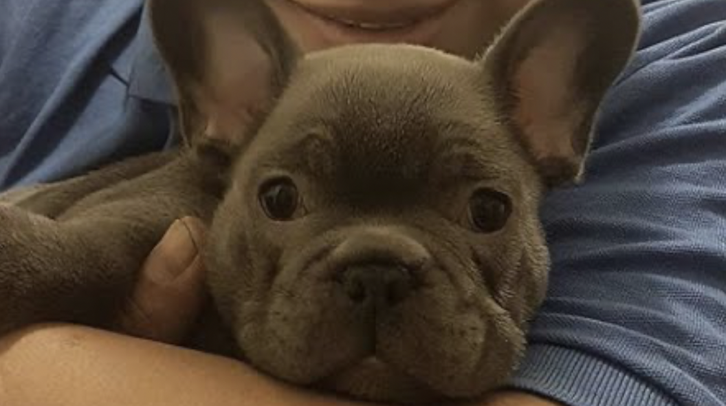 Kalamazoo Woman Out Of Thousands Of Dollars After Puppy Scam