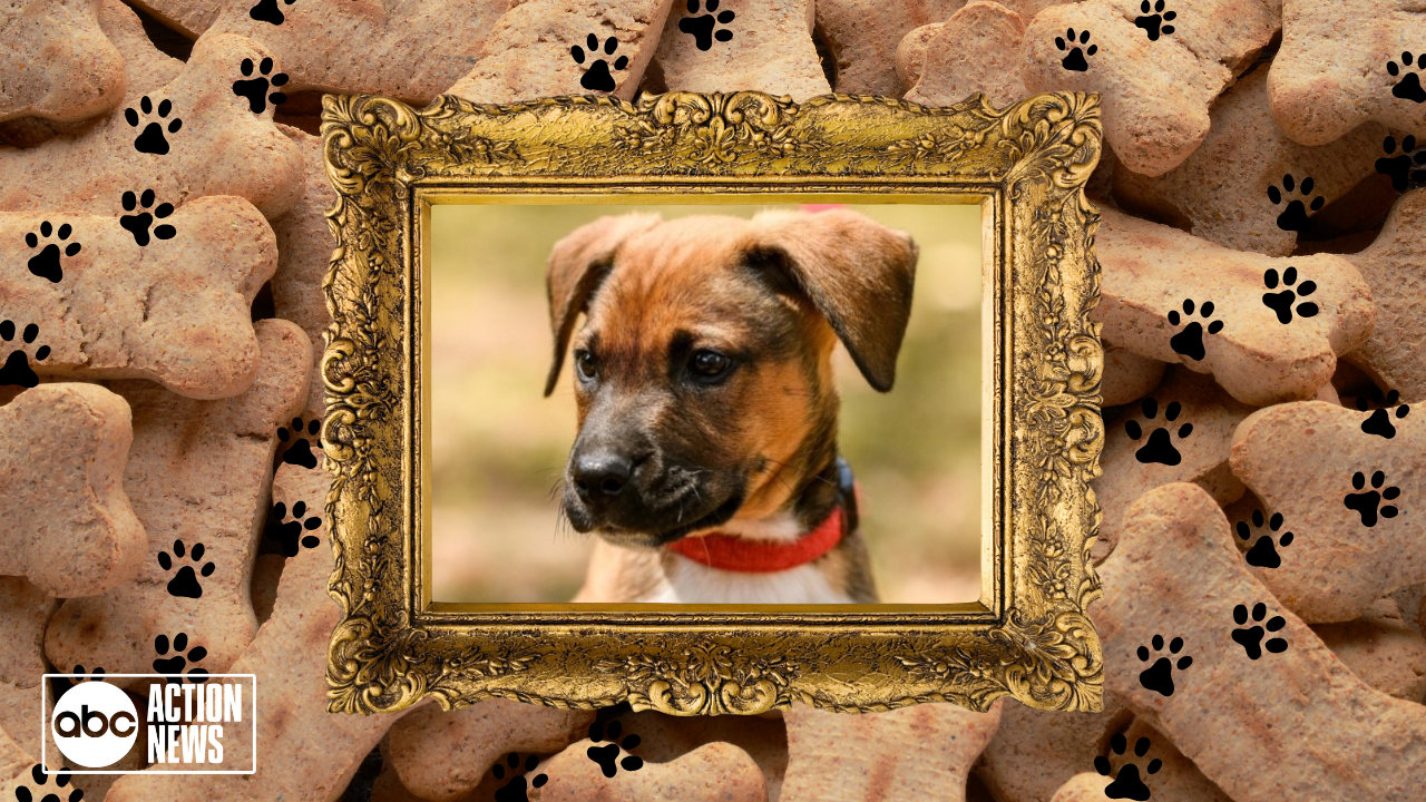 Rescues in Action: Marshall