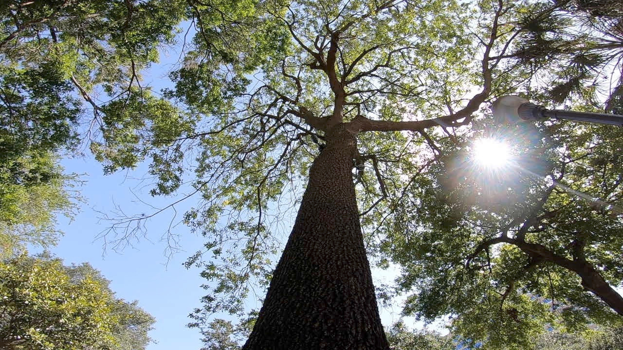 Tree Stassy Olmos WFTS3.png