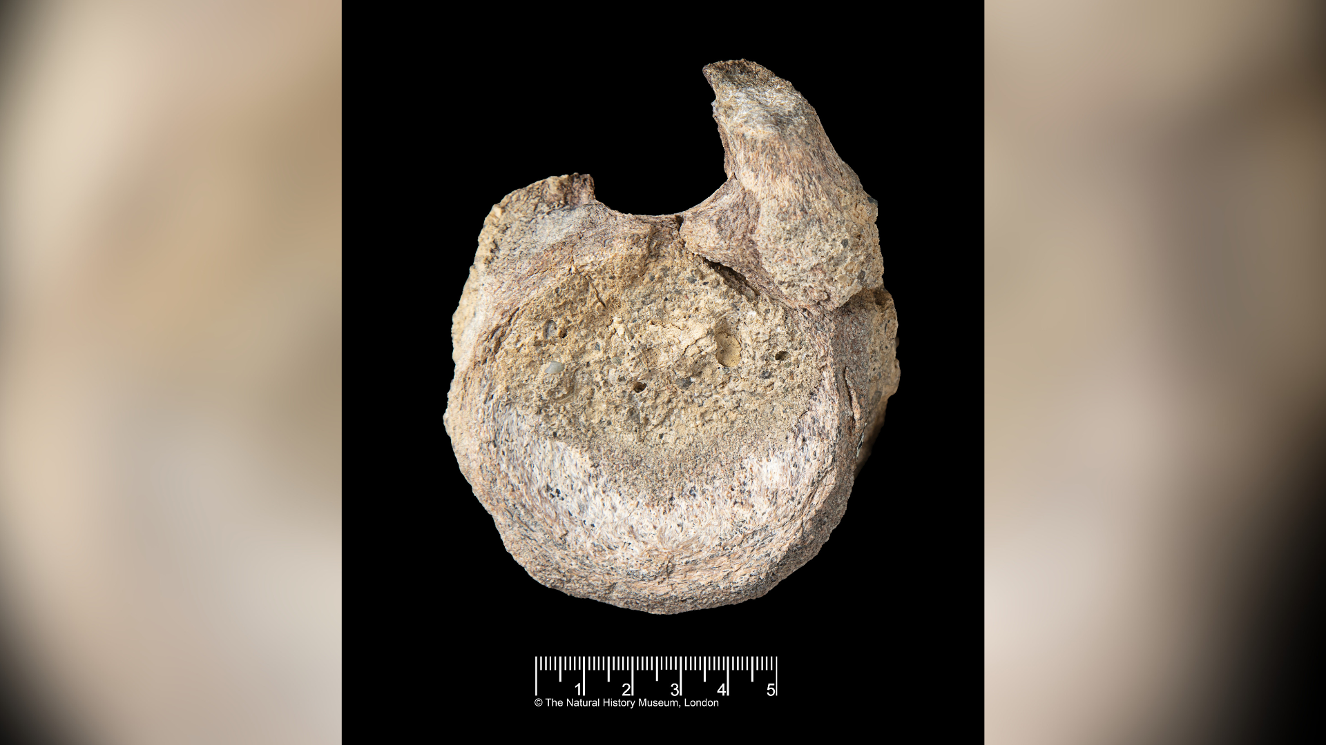 This image provided by the Natural History Museum shows a fossil found in Antarctica that belongs to a group of dinosaurs called titanosaurs.