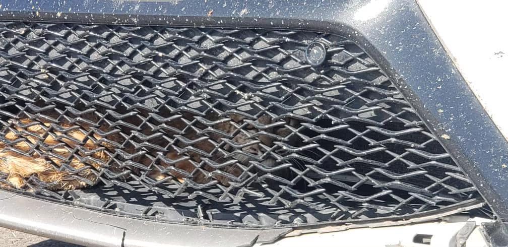 Bobcat stuck in grill