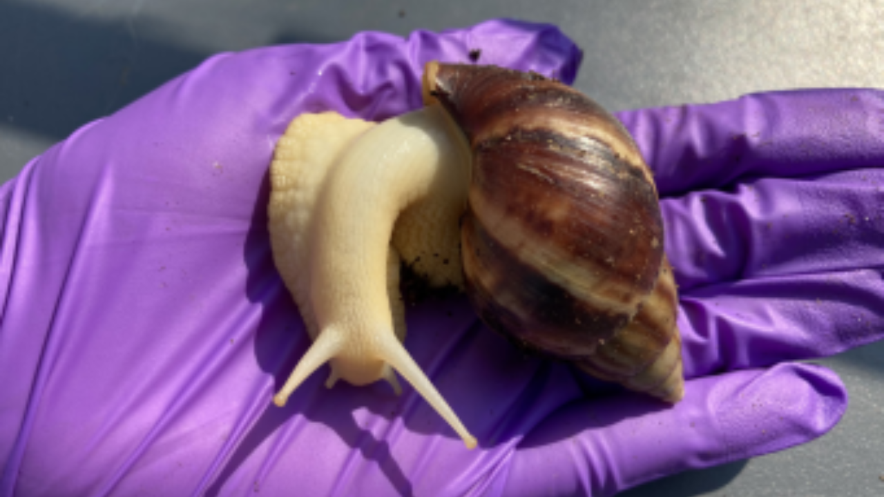 Giant African Land Snail FDACS.png