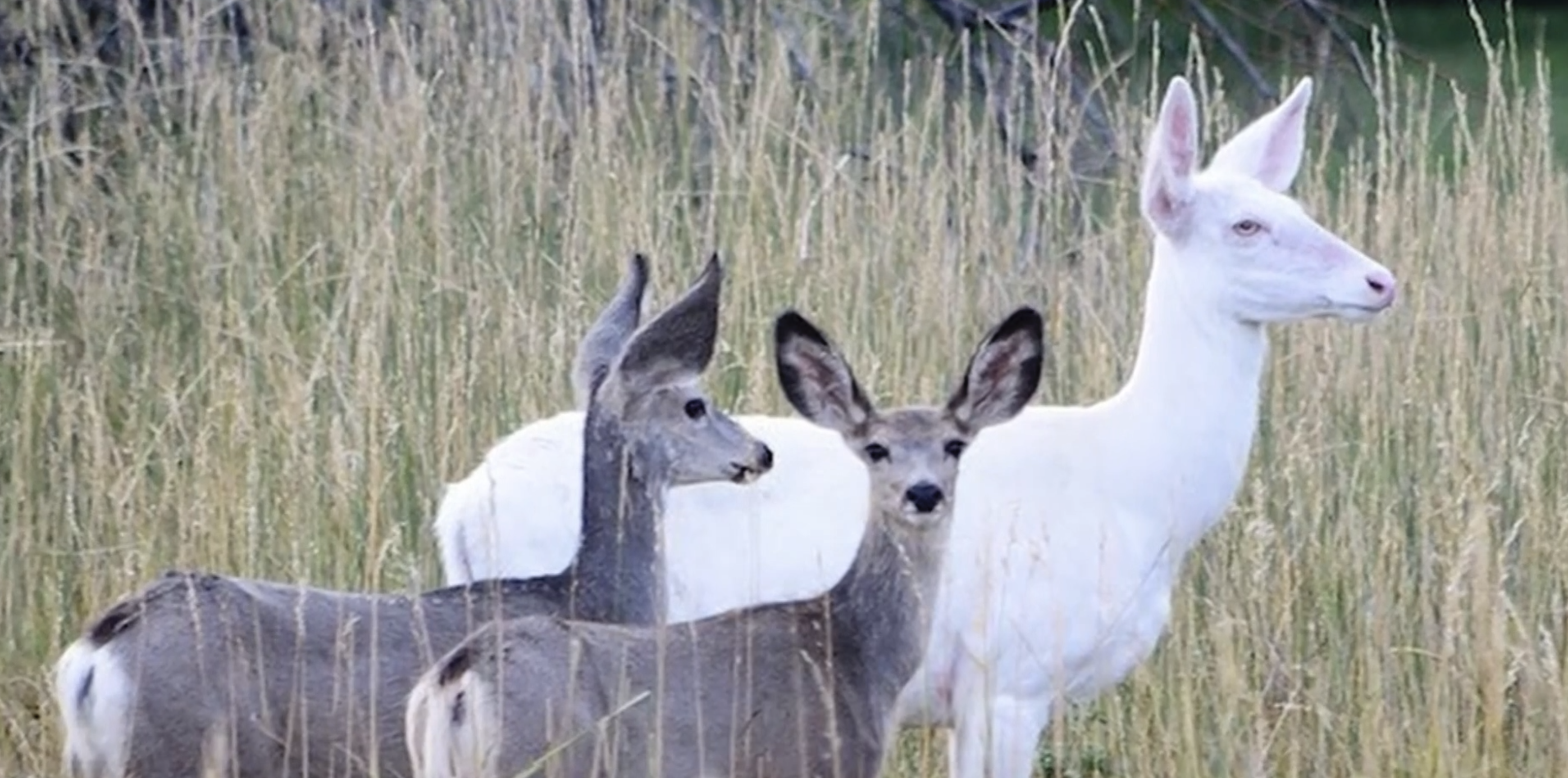 Albino deer found dead in Billings