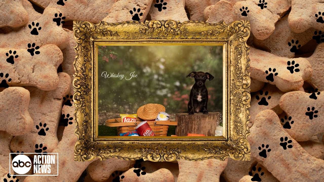 Rescues in Action: Whiskey Joe