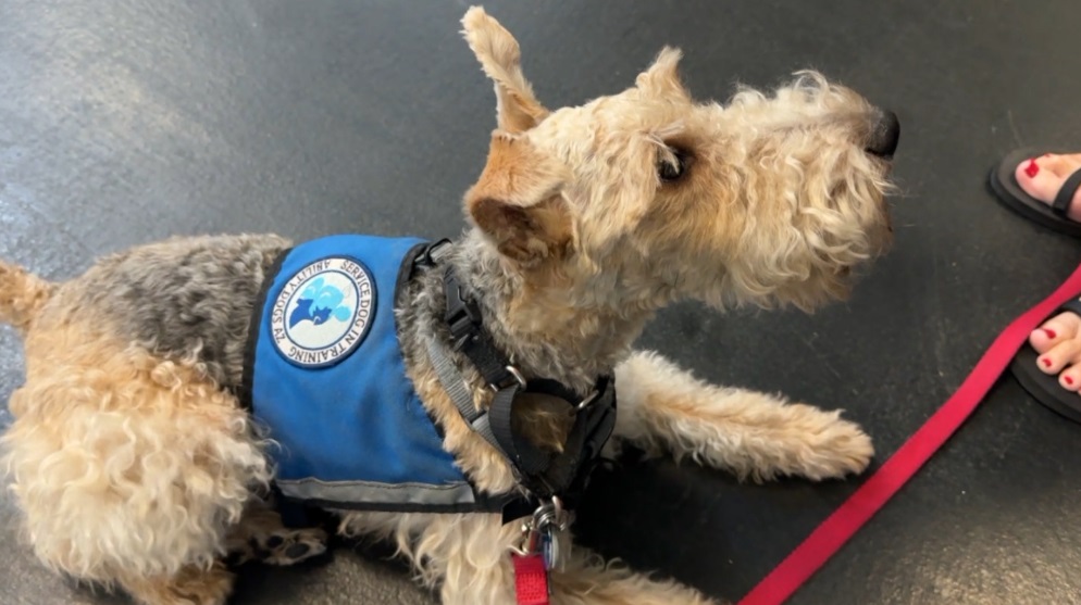 AbilityDogsAgain.jpg