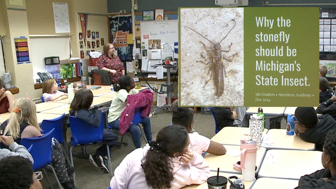 stonefly update class