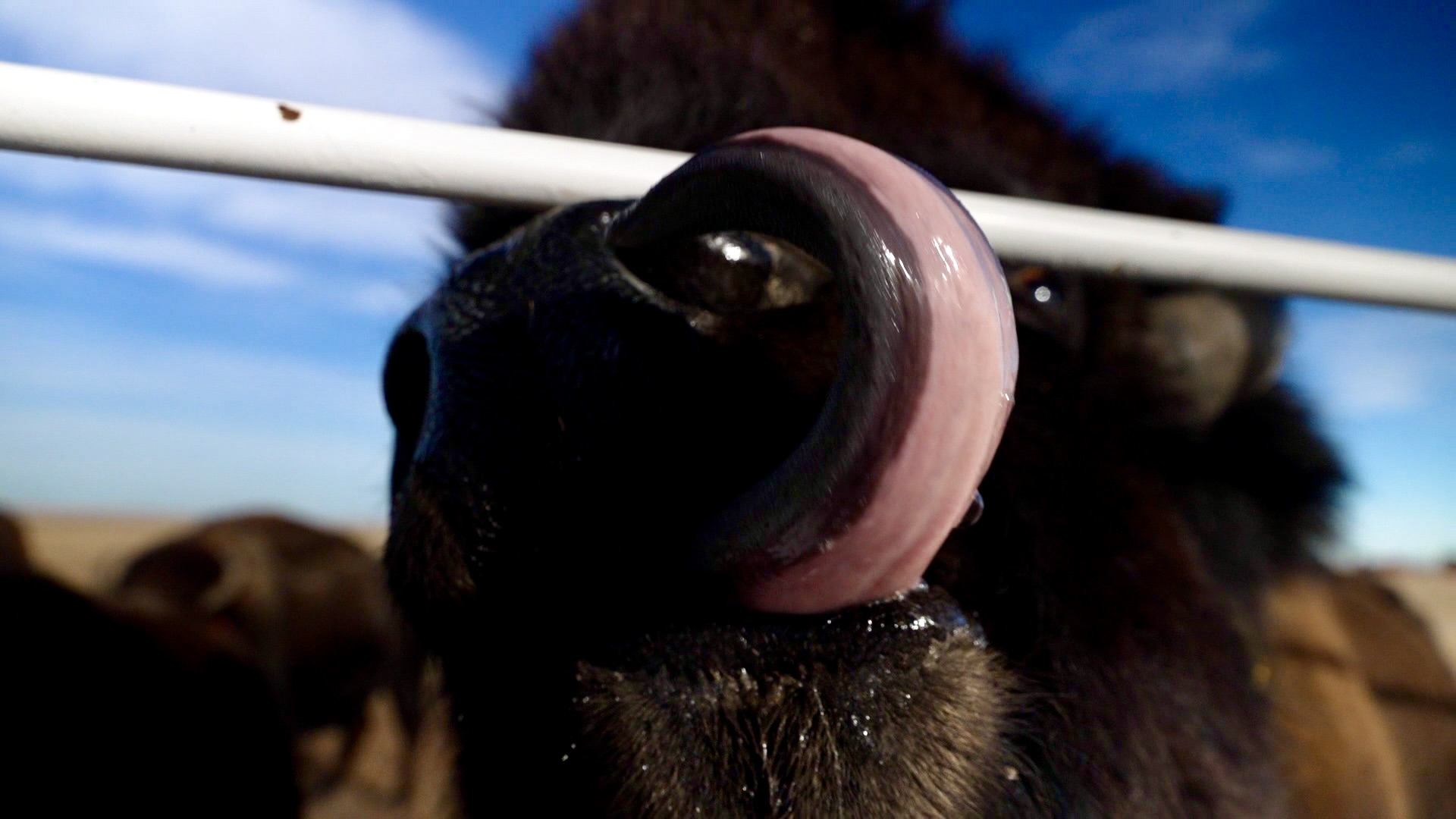 buffalo.jpg