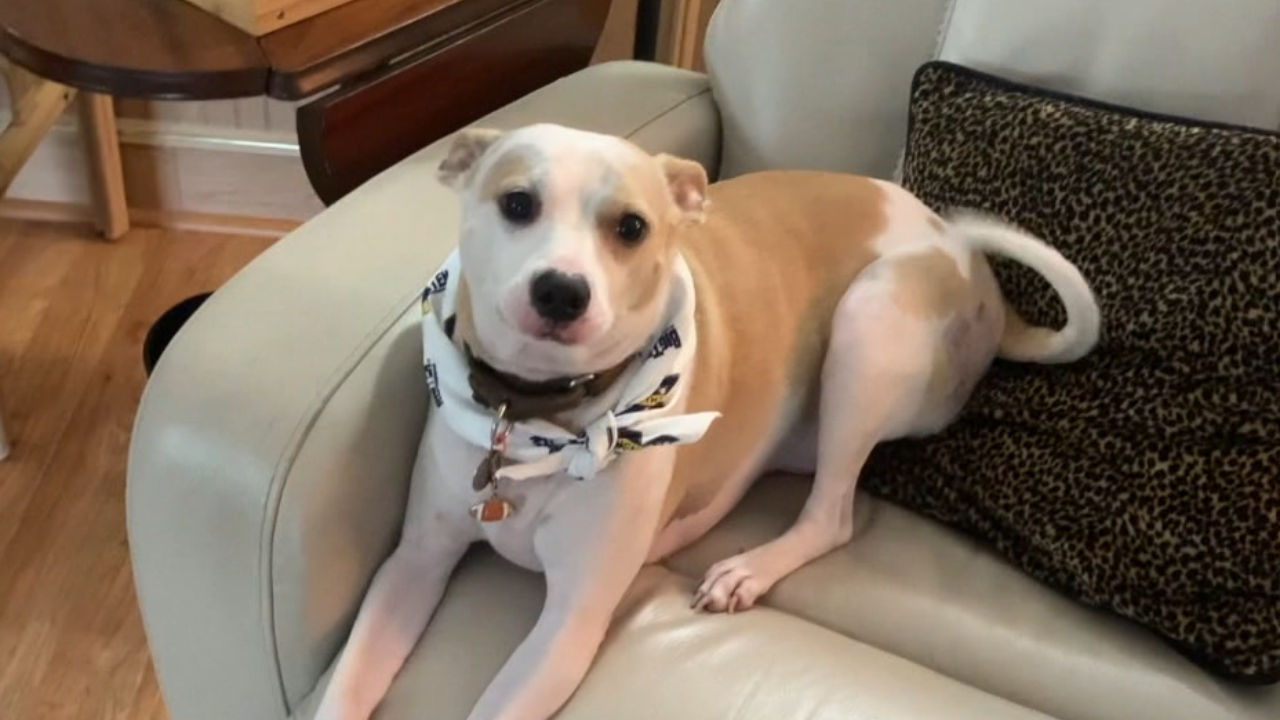 Tully's Tails: Meet Duke