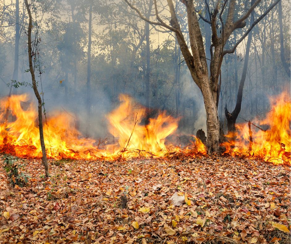 Temporary burn restriction until further notice.