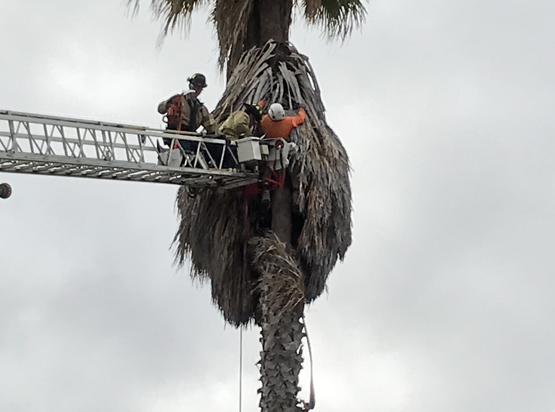 Tree rescue.png