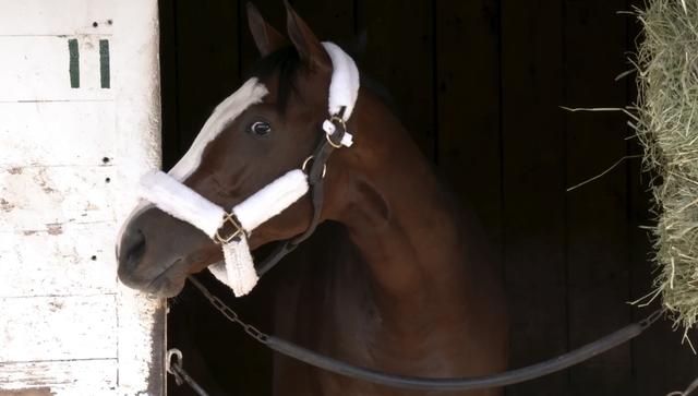 TIZ THE LAW IN STABLE.jpg