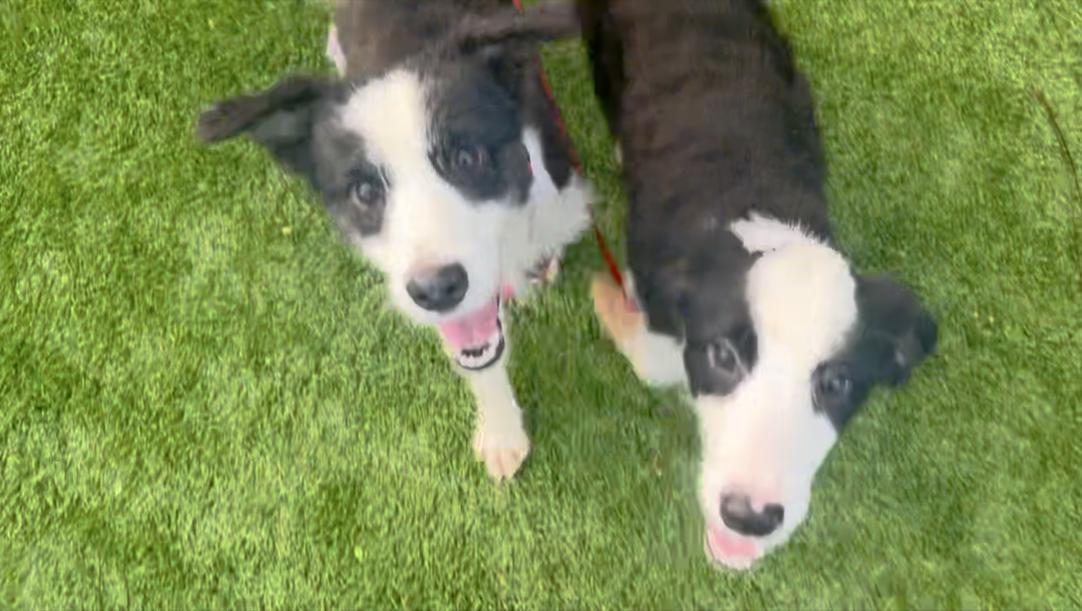 Hoarding Case dogs getting ready to be up for adoption.