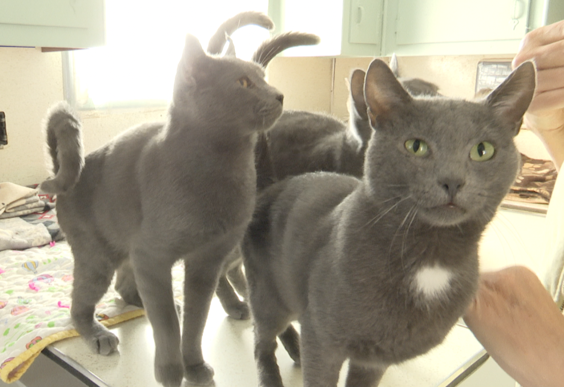 Cats rescued from an animal-hoarding home in Whitefish being adopted - Vimarsana News