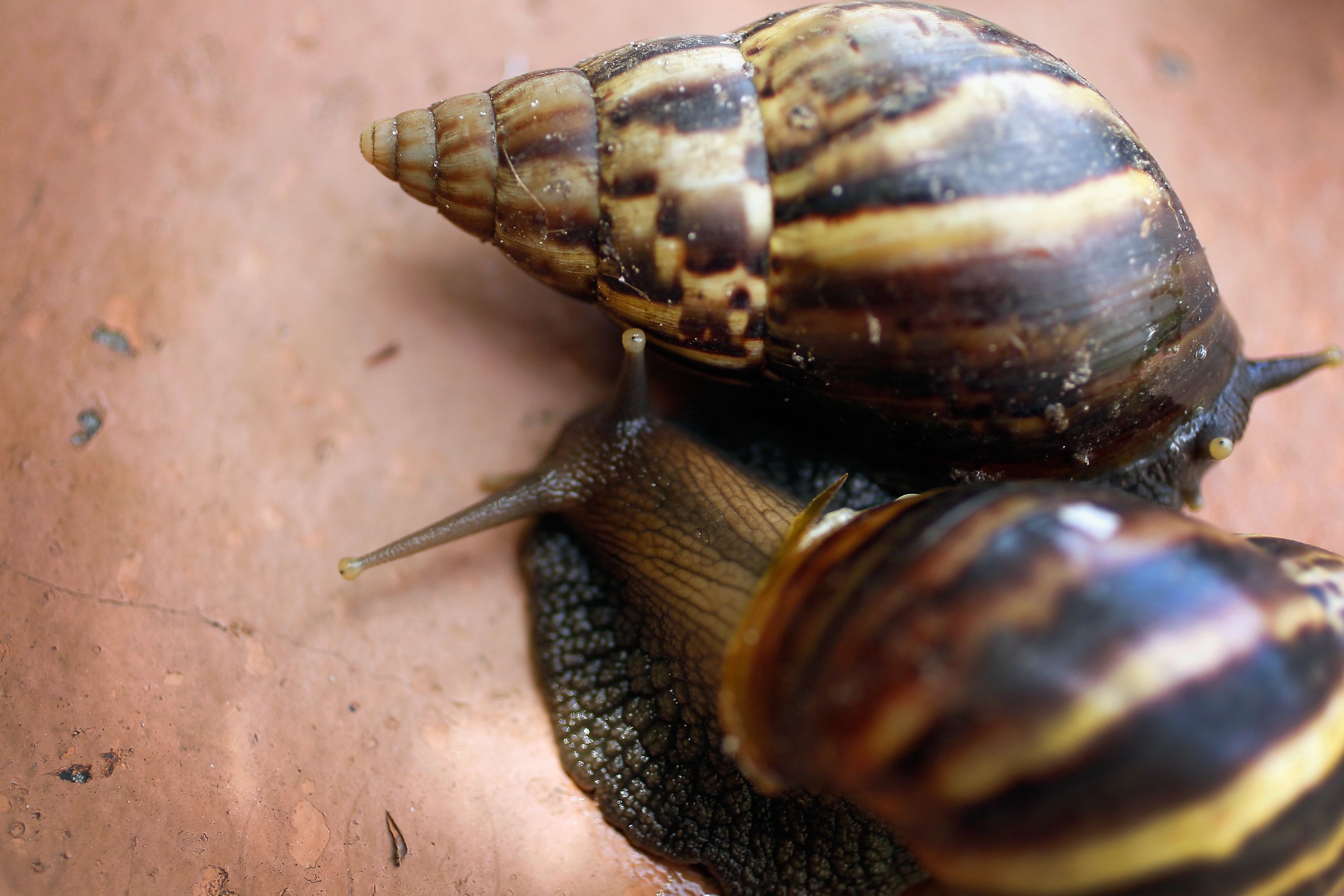 Giant African Land Snails