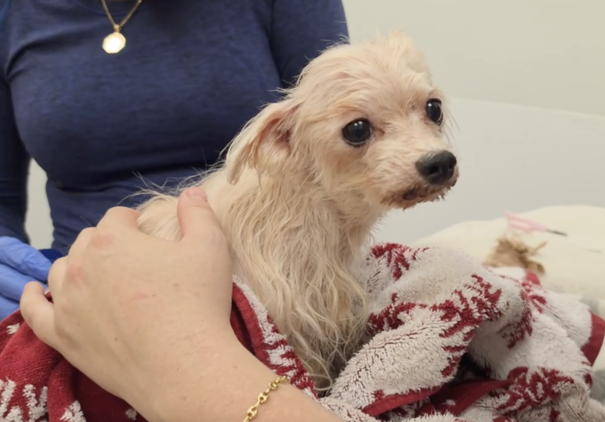 dog in alleged animal hoarding case in Martin County July 2026.png