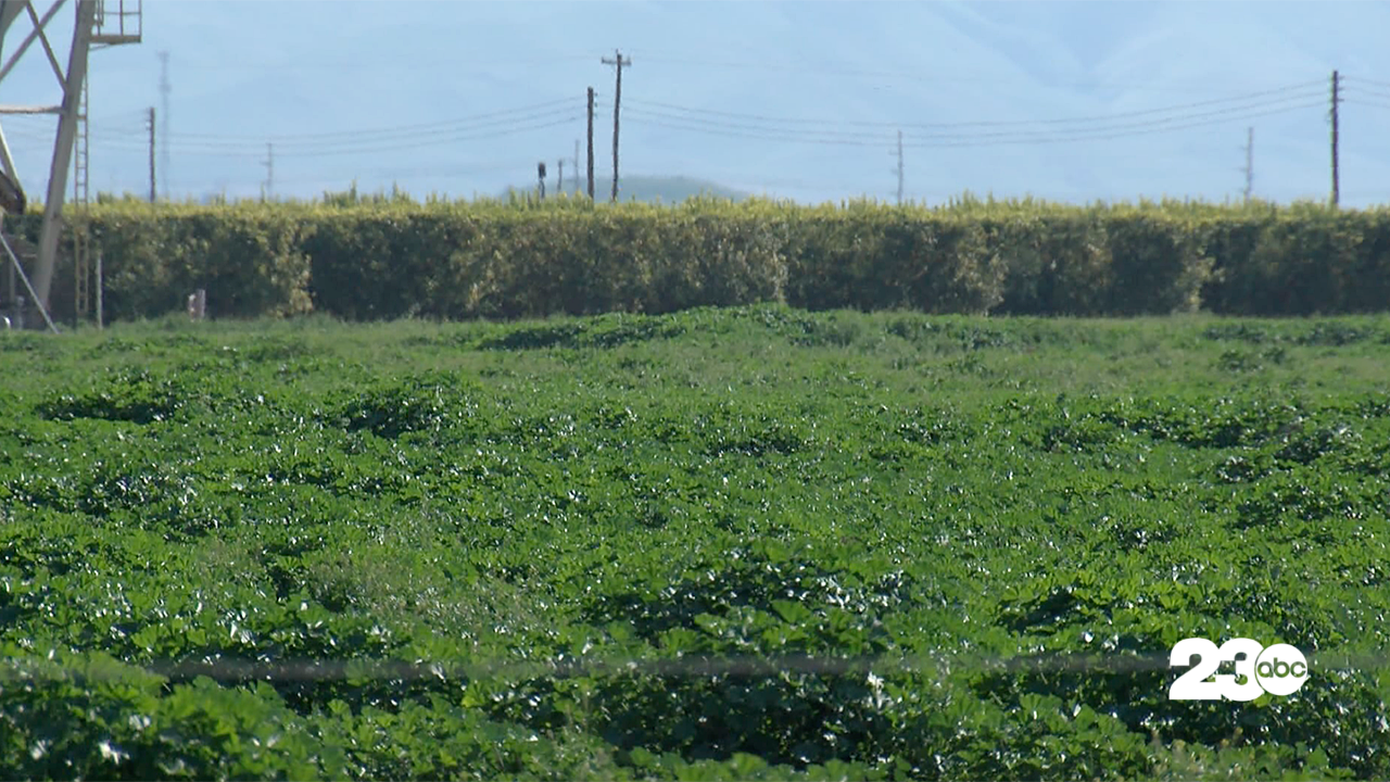 Farm Field, Bakersfield (FILE)