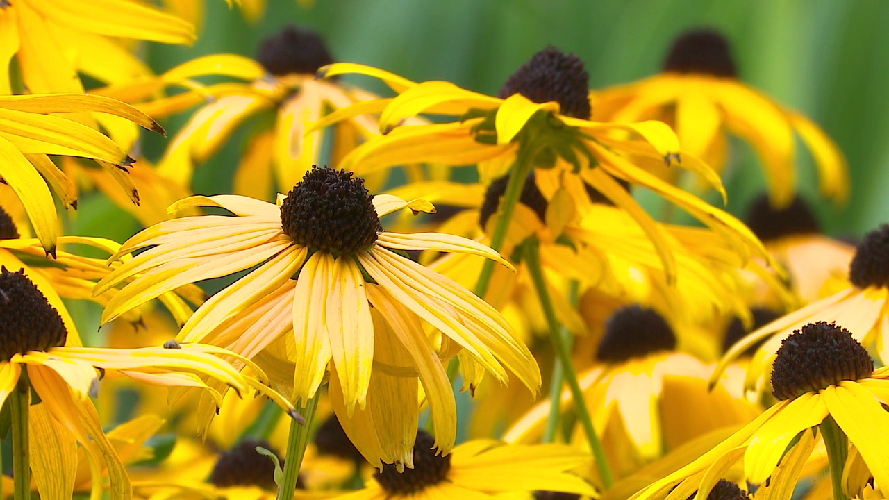 Muskegon Pocket Gardens_1.png