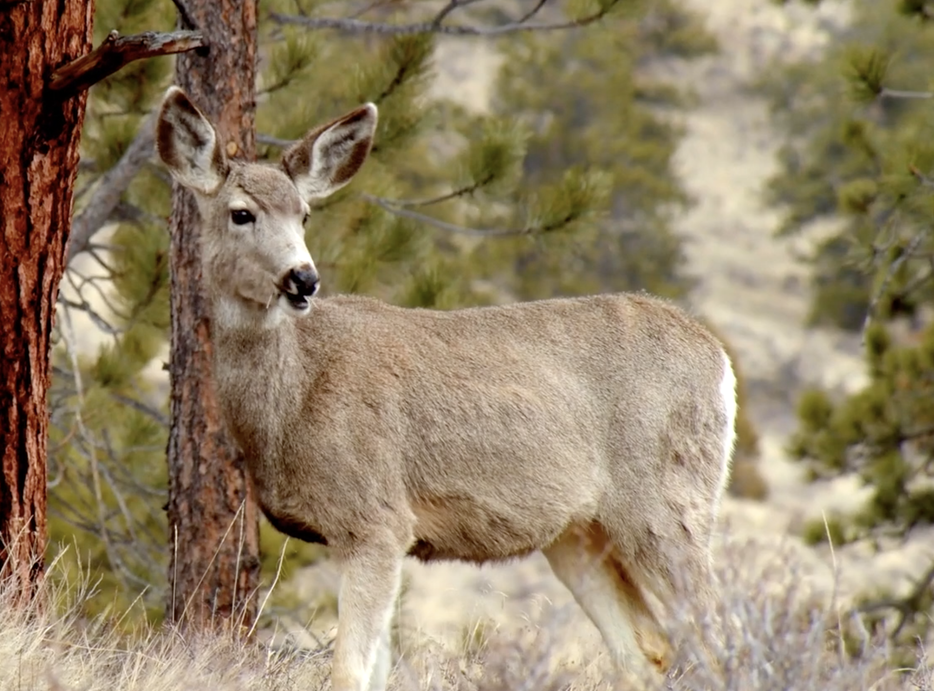 covid deer
