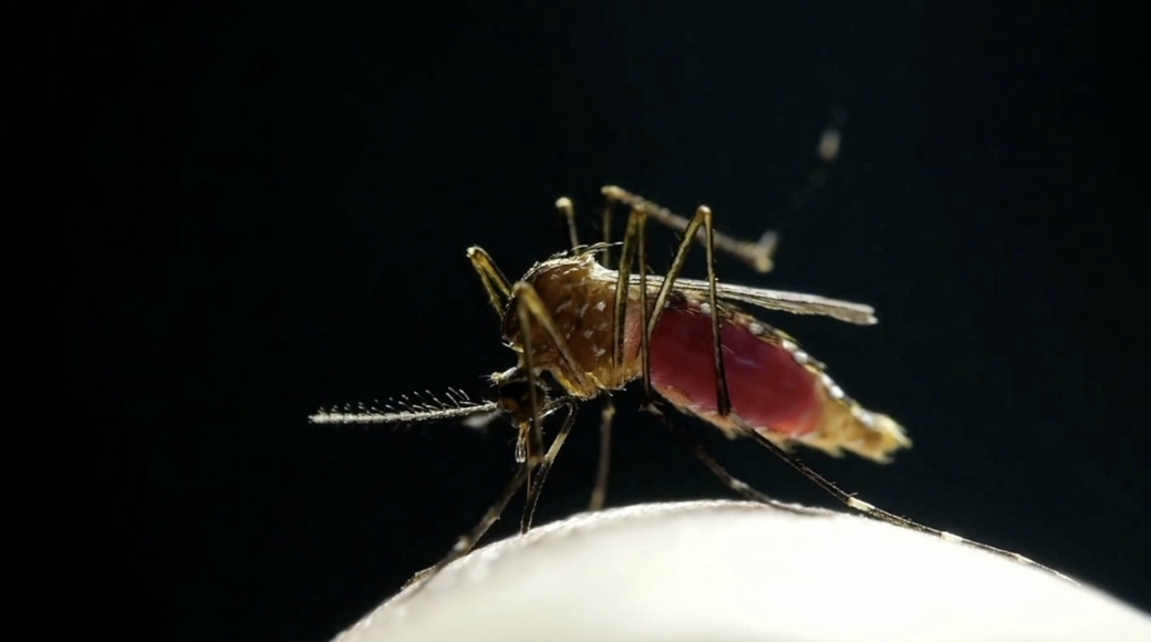 Mosquito 