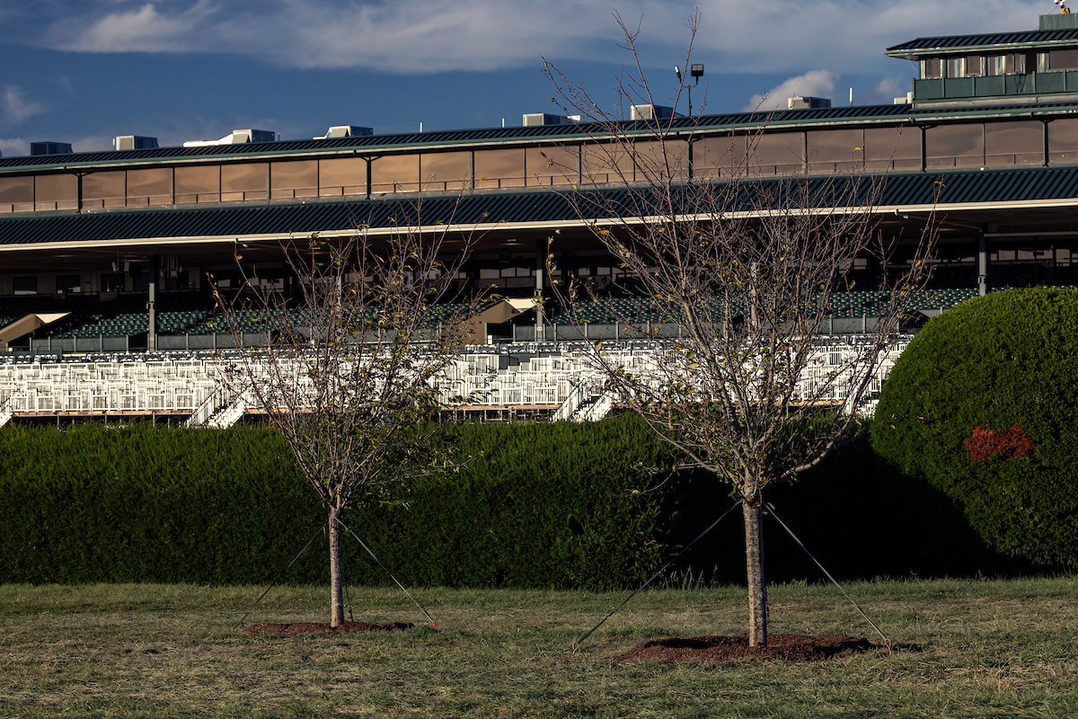 Cherry trees at Keeneland.jpg