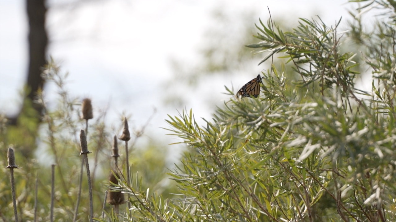 Monarch Butterfly Buckley.jpg