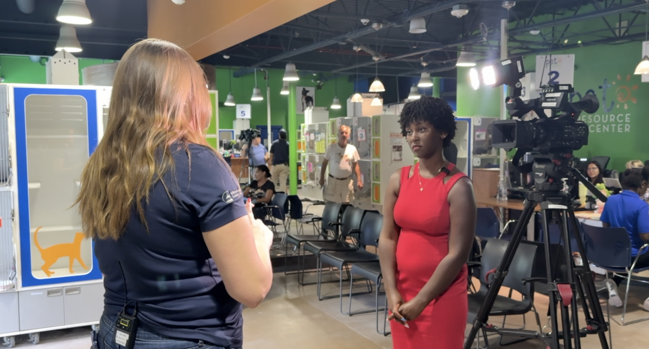 Cat overcrowding in Tampa hits record high as shelter waives fees and pleads for fosters (5).png