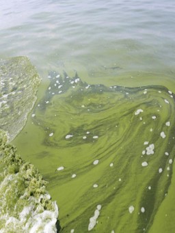 algal bloom.jpg