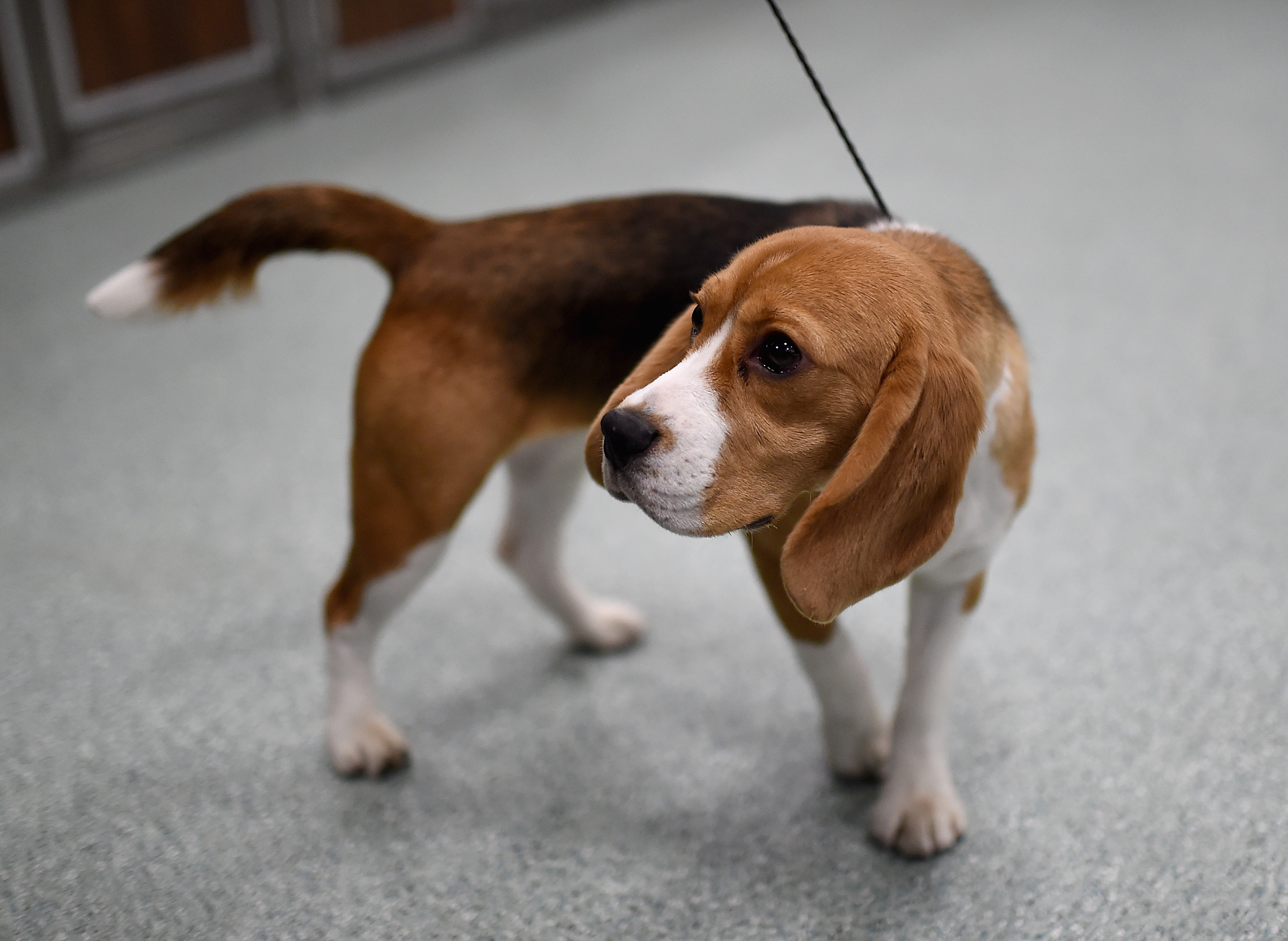 Generic dog_getty image