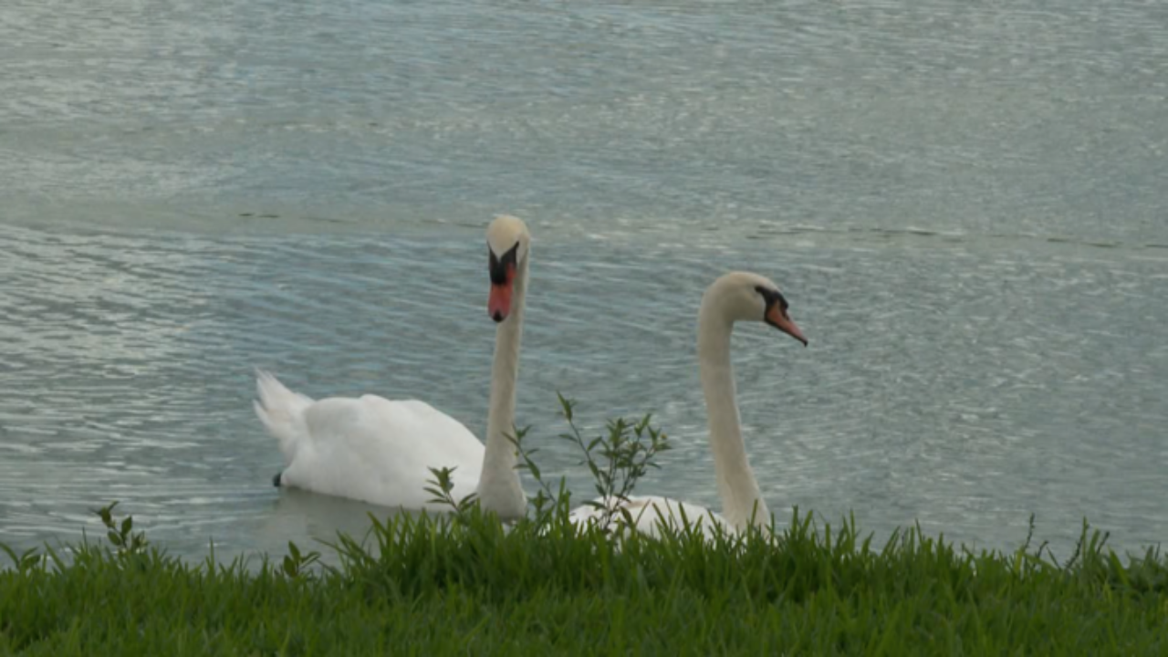 lakeland swans.png
