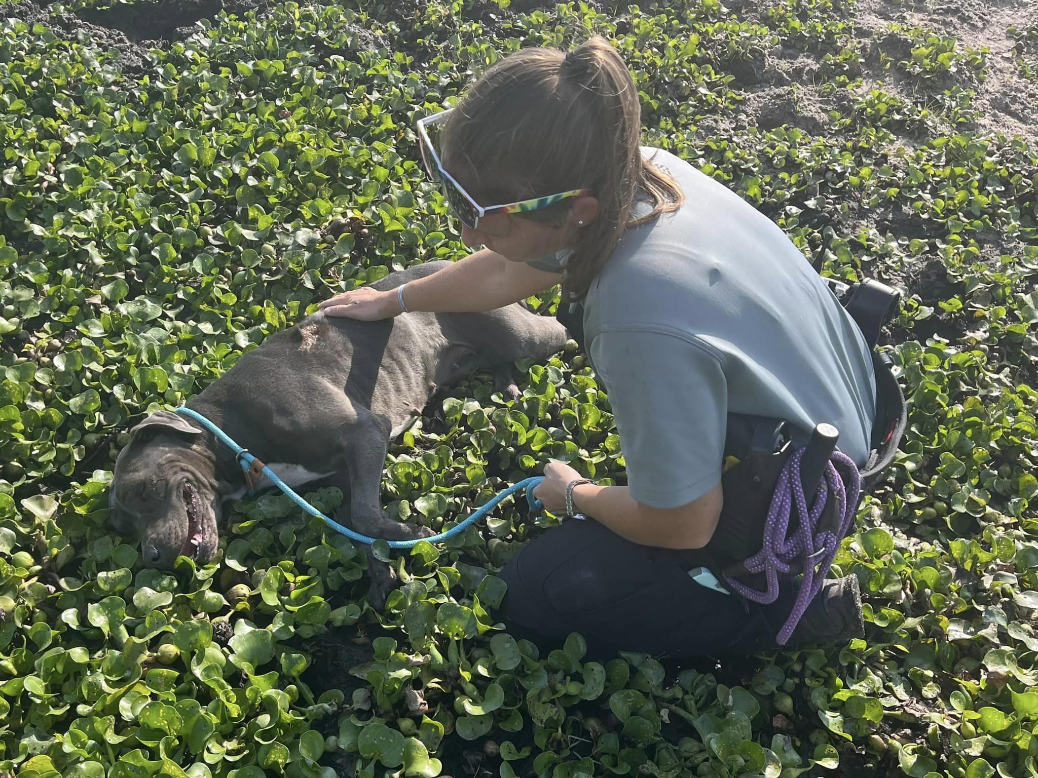 The Martin County Sheriff's Office rescues a dog abandoned in a heavily wooded area on May 7, 2023.jpg