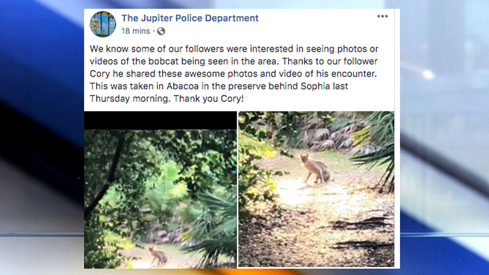 wptv-jupiter-bobcat-.jpg