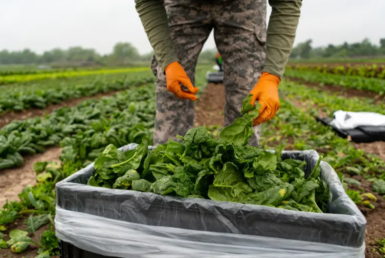 A farmworker harvests spinach at Johnson's Backyard Garden, an organic farm east of Austin, on April 21, 2020.
