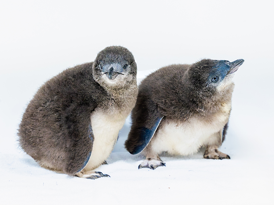 little_blue_penguins_chicks_birch_aquarium5_050724.jpg