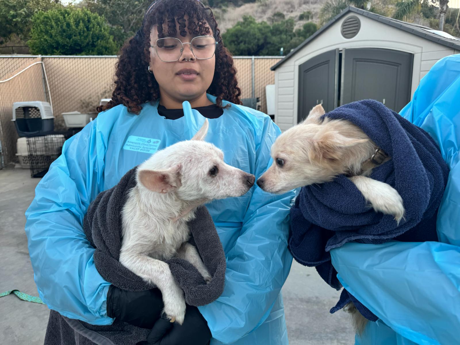SDHS Rescue 