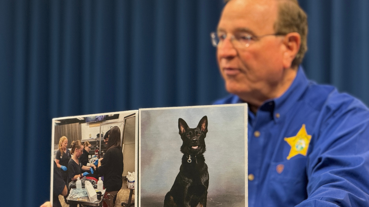 After taking a bullet for deputies, Polk County K-9 'Ace' survives surgery