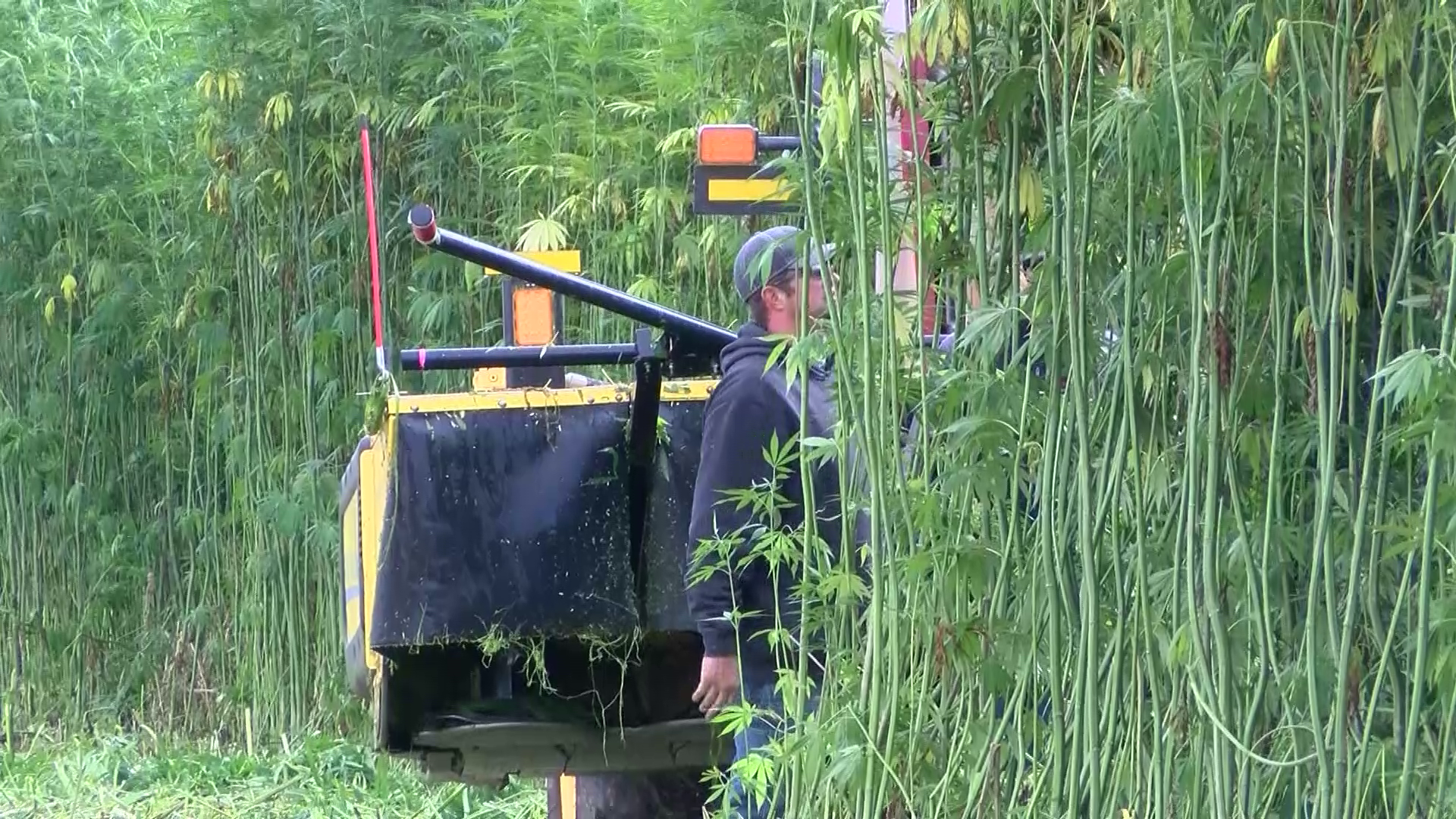 Harvesting hemp in Chouteau County