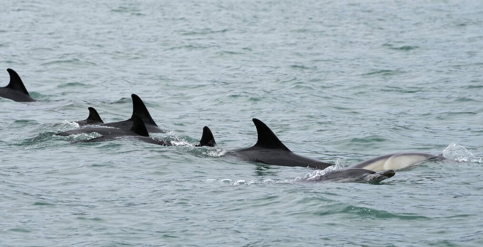 dolphins