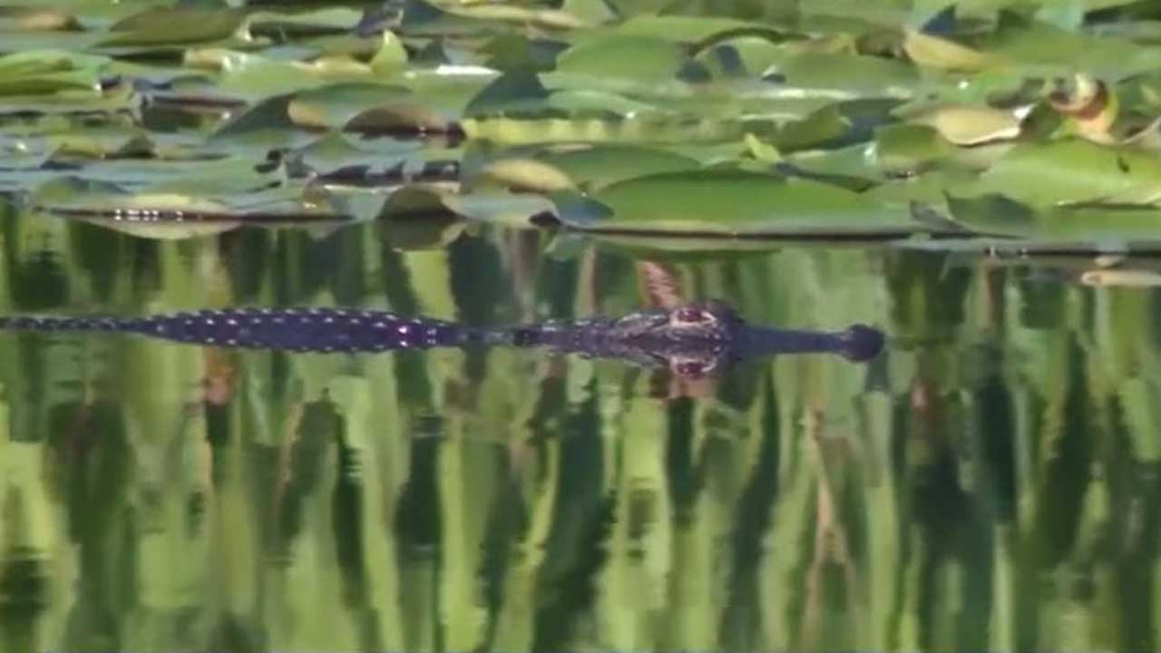  An 11-year-old boy is recovering at home in Pennsylvania after an alligator attack in Marion County that resulted in the amputation of his right hand, according to his family.