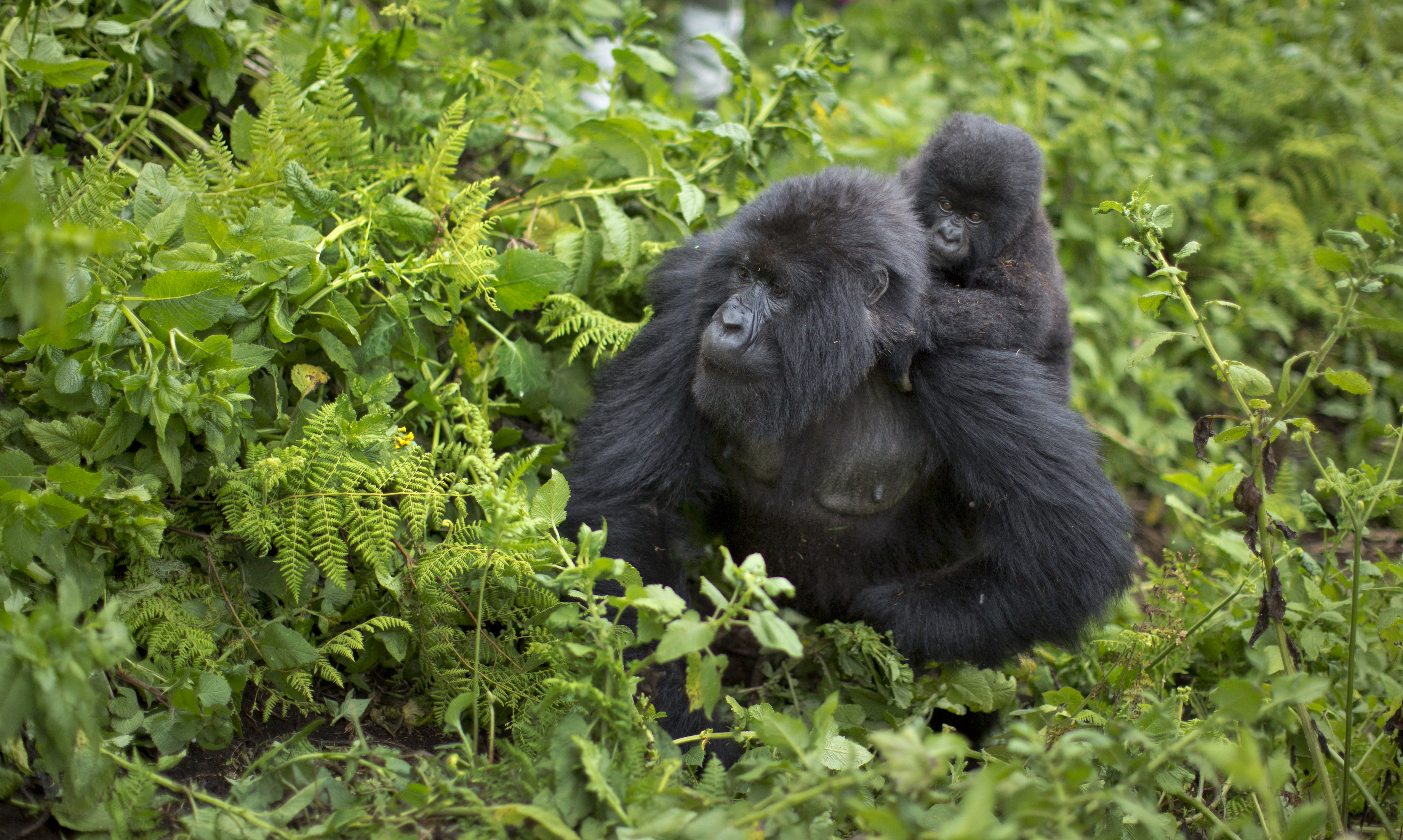Rwanda Naming Gorillas