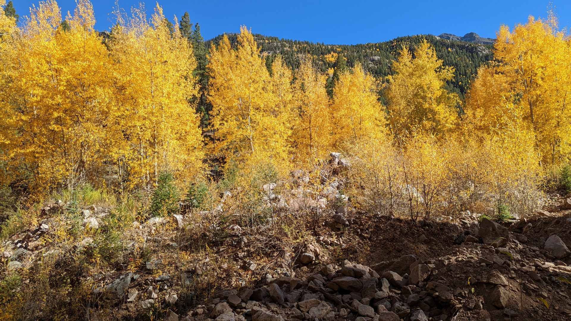 Aspens from the Durango & Silverton Railroad
